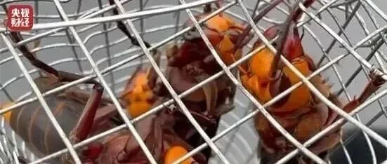 “杀人蜂”遭<em>滥</em>养，6666元包教会？