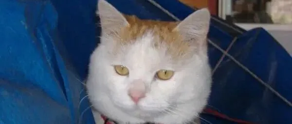 12月12日晚21:30，针织衫新款，微信urelaine666，不定时上新，卖完即删