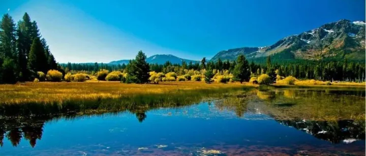 SDHI杀菌剂全品种综合解析