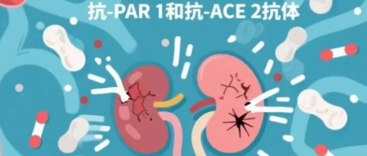 新型生物标志物检测为肾小球肾炎精准诊疗提供新路径