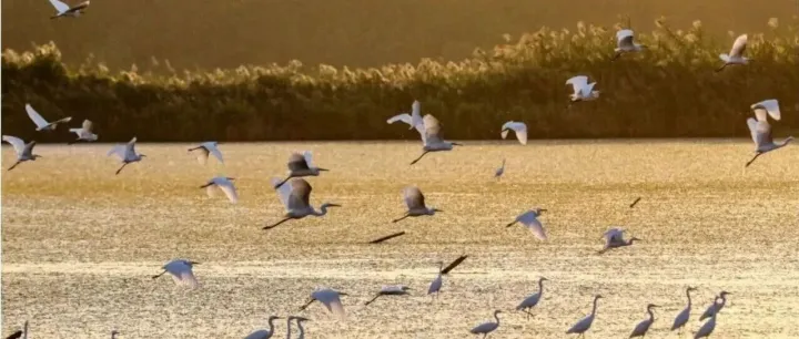 南沙湿地打造“大湾区中央湿地公园”