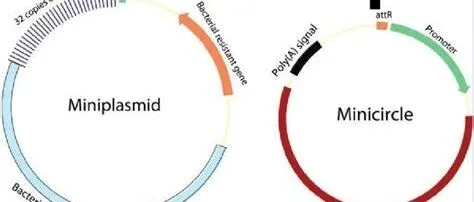 突破MC质粒纯度瓶颈：miniplasmid-pro-2技术如何实现99.97%的超高纯化