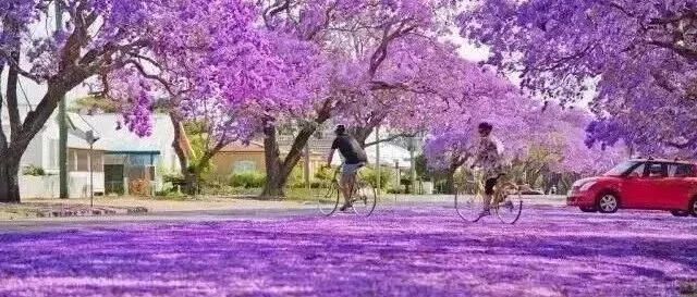 刺客｜我在新西兰学法律<em>I</em>