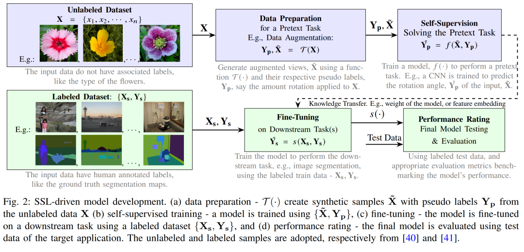 图2：SSL驱动的模型构建流程图