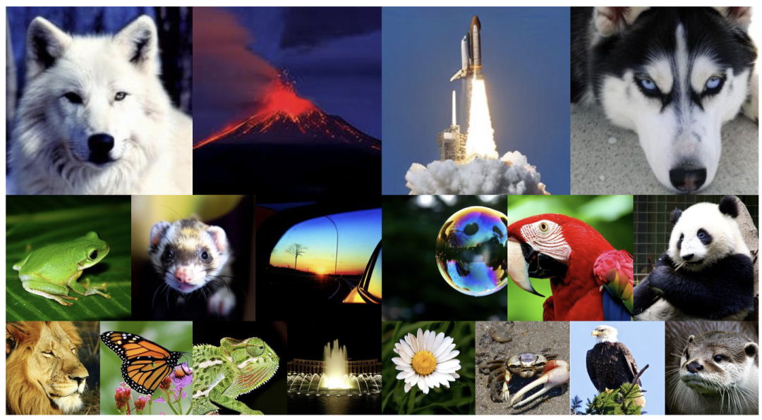 图7：ImageNet 256×256 得到的样本，模型为 SiT-XL + SRA。使用 w = 4.0 的 CFG