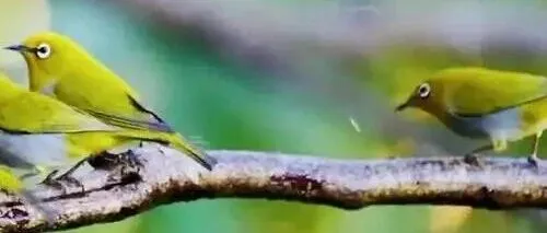 翅膀与树枝：论自我依赖的逻辑基石与人生哲理