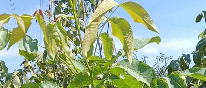 <em>AI</em>重塑工业<em>软件</em>：CAD/CAE/CAM的<em>智能</em>化变革、应用场景与未来挑战