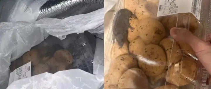 震惊！山姆麻薯盒内惊现活老鼠