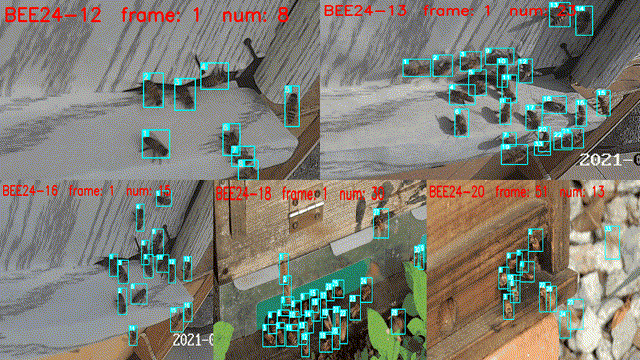 图1.1：TOPICTrack在BEE24数据集的跟踪结果