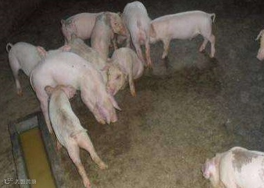 猪回肠炎