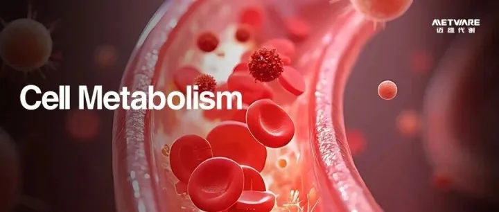 Cell Metab | 中科院分子细胞卓越中心周波团队揭示造血干细胞代谢异质性