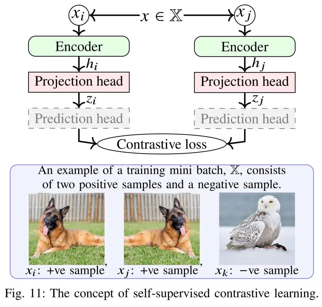 图11：自监督对比学习概念图