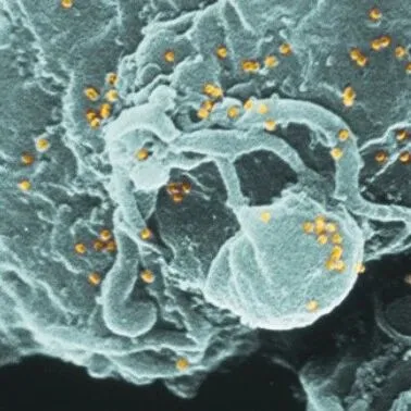 Host-Pathogen Interactions – Infection, Immunity and Beyond