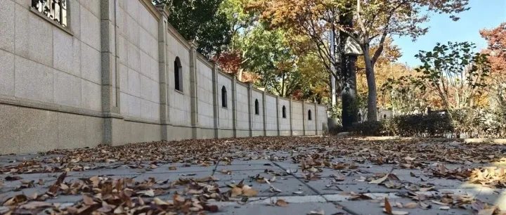 落叶为笔，银柳路写下暖冬的第一行诗