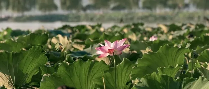 双语学习｜今年“闰六月”！“闰年”、“闰月”用英文怎么说？