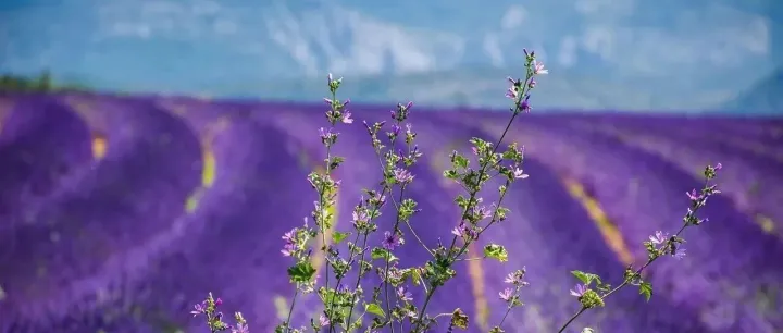 扣子这次<em>直接</em><em>开</em>挂了