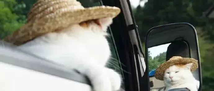 12月15日晚21:30，帽子&针织衫，微信urelaine666，不定时上新，卖完即删