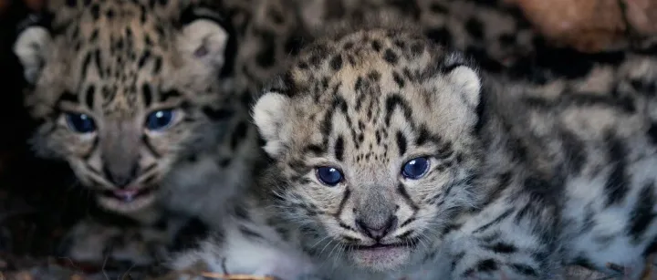 企业文化 | 莫莫观影会首映《雪豹和她的朋友们》，感受生命的坚韧与共生的温柔