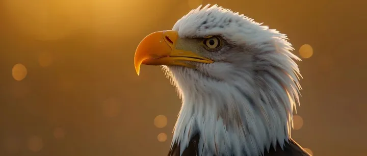 现在开始，你可以“网购”美国绿卡了？