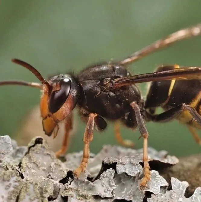 警惕！奥克兰北岸“入侵”胡蜂风险再上升，监测范围紧急扩大！NZ官方警告：“切勿自行移除！”