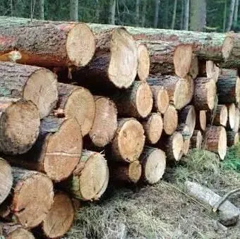 木材、浆纸：木材松价格继续小幅下跌