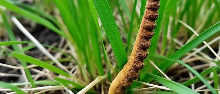 【检验检疫】<em>北</em>虫草<em>出口</em>监管要点