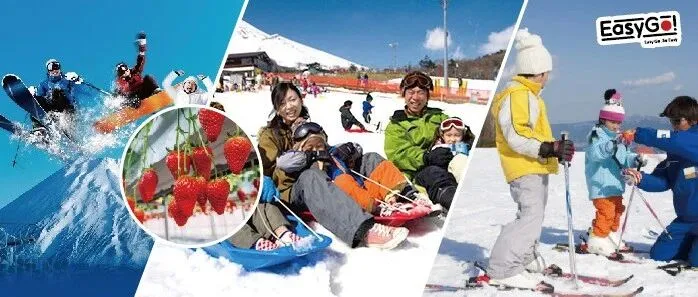东京发｜富士山雪场滑雪,摘草莓1日游