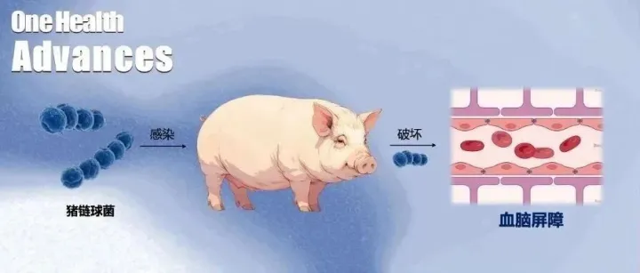 OHAD编辑荐读 | 揭示猪链球菌破坏血脑屏障的重要毒力因子