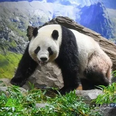 日本最后两只大熊猫将被送还中国