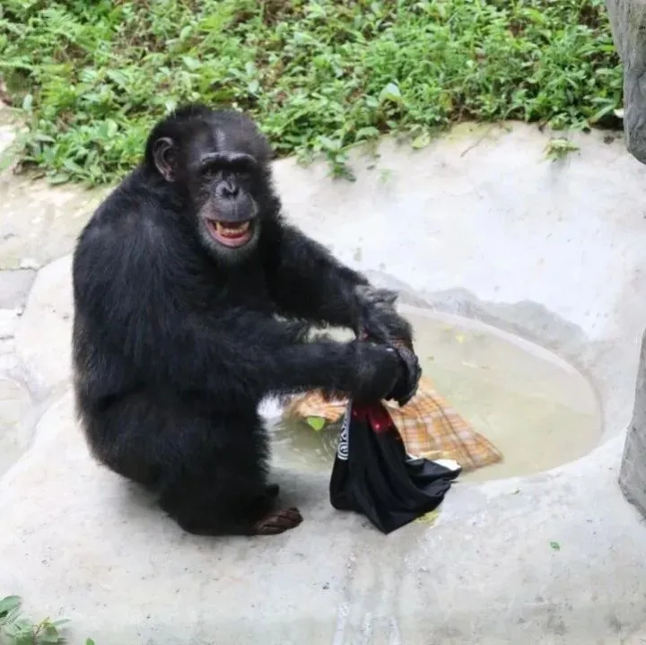 重庆这只黑猩猩会扫地、洗衣……网友笑了：比我老公能干，比我爱学习！