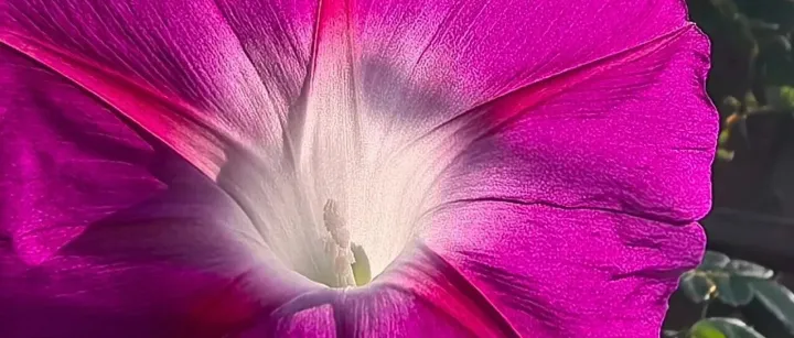 <em>彩</em>秋：五角<em>星</em>