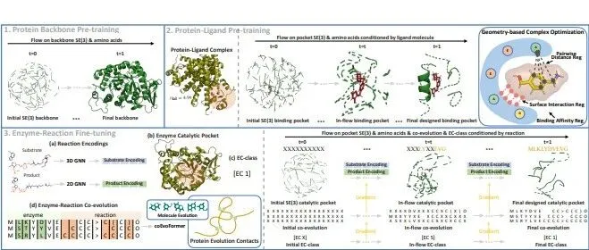 EnzymeFlow: 通过流匹配与共演化动力学生成特定反应的酶催化口袋