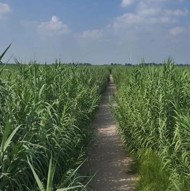 【快讯】芦竹 “变” 甲醇！揭秘绿色甲醇负碳经济商业化样本
