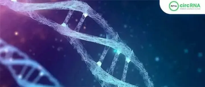 环状RNA能3’→5’翻译？厦大与福大团队揭示“反向翻译”新机制，挑战分子生物学中心法则！