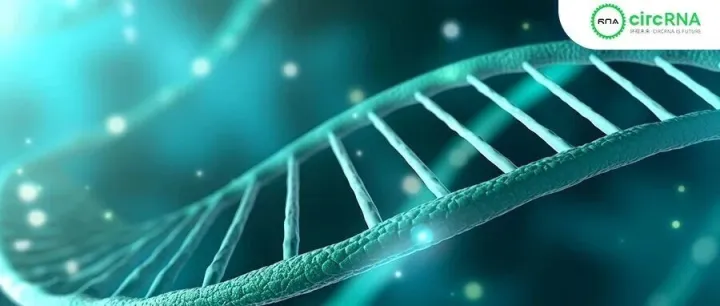 陈玲玲团队开发abcFISH技术：单分子解析circRNA空间异质性，让“看不见的环状RNA”清晰可见！