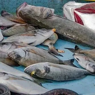 【中俄经贸】俄罗斯渔业企业、生产商与出口商协会：对华鱼类出口增长7.6%