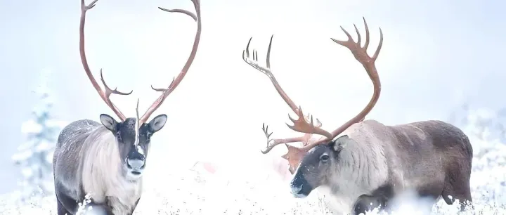 走吧，到大兴安岭去，去看看寥廓的林海