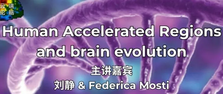 Human Accelerated <em>Regions</em> and brain evolution