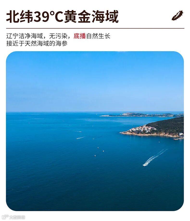 速发海参_06.jpg
