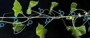 黄瓜如何“生男生女”？中国团队解开70年谜题