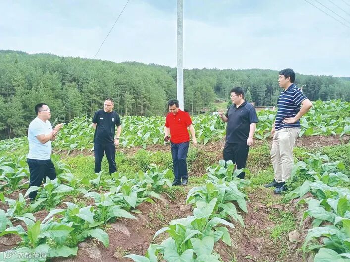 博士联盟农业分盟专家深入田间地头开展技术指导。张莉 供图.jpg