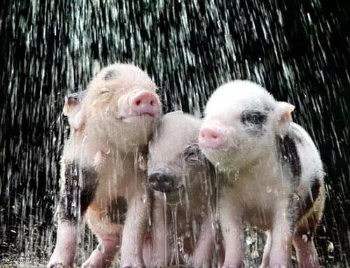 从图库选择图片