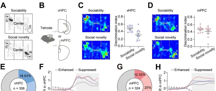 PNAS︱揭示腹侧海马与前额叶皮层在社交信息处理中的差异性神经机制