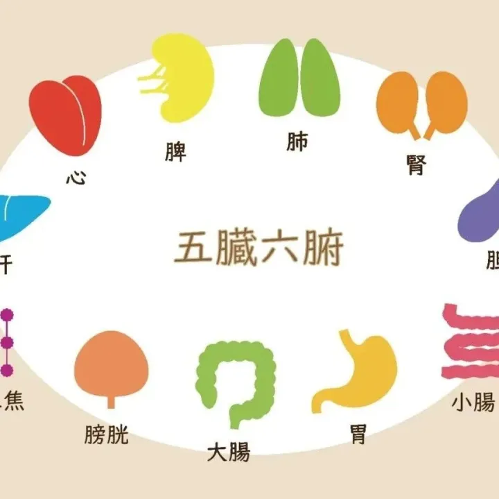 五脏六腑的湿气都有哪些表现？看看你的湿气在哪里？如何科学调理？