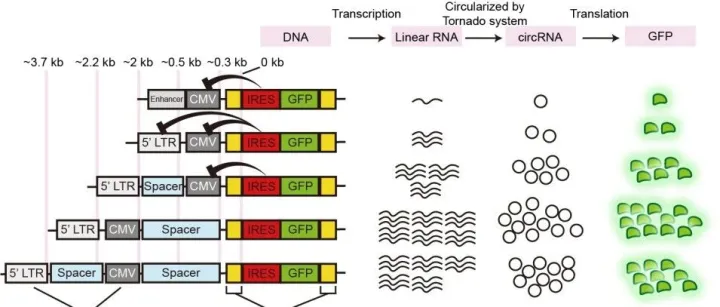 中山大学团队开发出系列提升环状RNA产量和质量的制备新技术