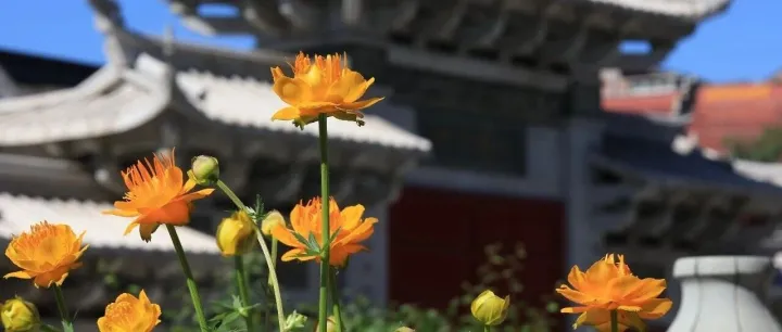 学习《佛说无量寿经》二一一