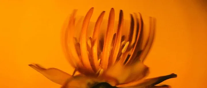 学习《佛说无量寿经》二一〇