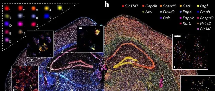 Nat Biotech | 北大团队开创颜色强度编码和常规显微镜实现单轮多重RNA成像