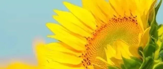 人民日报：这个世界最大光伏园区，出名的竟是羊