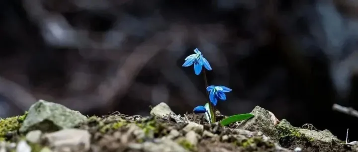 合并分支用rebase还是<em>merge</em>？